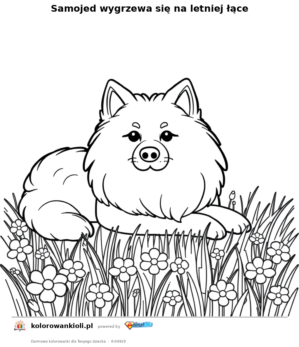 Samojed wygrzewa się na letniej łące — kolorowanka do wydruku dla dzieci