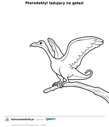 Pterodaktyl lądujący na gałęzi — kolorowanka do wydruku dla dzieci