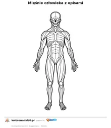 Mięśnie człowieka z opisami — kolorowanka do wydruku dla dzieci