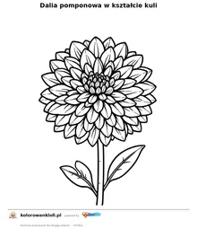 Dalia pomponowa w kształcie kuli — kolorowanka do wydruku dla dzieci