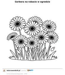 Gerbera na rabacie w ogrodzie — kolorowanka do wydruku dla dzieci
