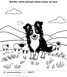 Border collie pilnuje stada owiec na łące — kolorowanka do wydruku dla dzieci