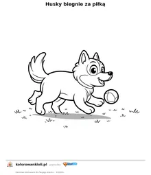 Husky biegnie za piłką — kolorowanka do wydruku dla dzieci