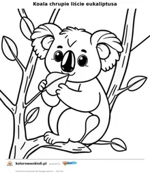 Koala chrupie liście eukaliptusa — kolorowanka do wydruku dla dzieci
