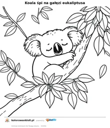 Koala śpi na gałęzi eukaliptusa — kolorowanka do wydruku dla dzieci