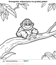 Orangutan odpoczywa na grubej gałęzi — kolorowanka do wydruku dla dzieci