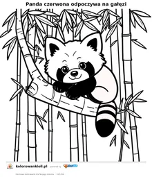 Panda czerwona odpoczywa na gałęzi — kolorowanka do wydruku dla dzieci