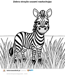 Zebra strzyże uszami nasłuchując — kolorowanka do wydruku dla dzieci